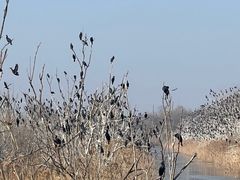 -盐城丹顶鹤湿地生态旅游区