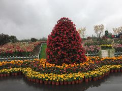 -荷兰花海