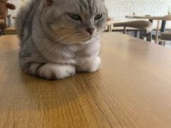 -平行世界·猫咖(首经贸店)