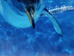 -泉城欧乐堡海洋极地世界