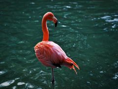 -广州长隆野生动物世界