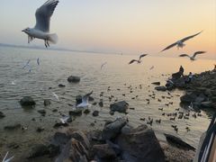 -深圳湾公园(南山区)