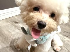 -久久宠物(河东万达店)