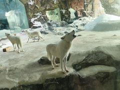 -珠海长隆海洋王国