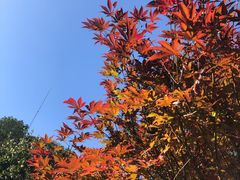 -广州市帽峰山景区
