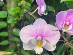 -亚龙湾热带天堂森林公园