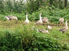 -白渔泡湿地公园