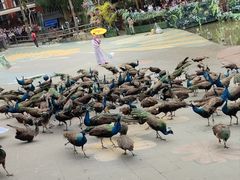 -西双版纳原始森林公园