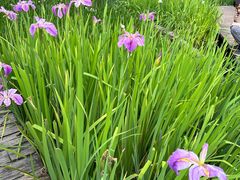 -成都市活水公园