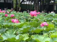 -四川大学(望江校区)