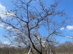 -天适樱花悠乐园