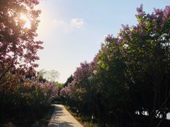 -大兴滨河森林公园