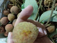 -鸡打鸣熏鸡系列(总店)