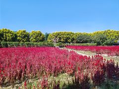 -广东花都香草世界旅游度假区