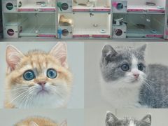 -lincat·猫舍(广州店)