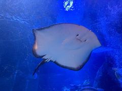 -太平洋海底世界