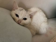 -FAELING PETS美天灵宠物(富力广场店)