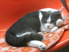 -猫咪博物馆(顶澳仔猫街店)