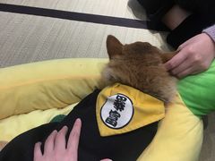 -逗柴咖啡屋·狗咖猫咖宠物桌游