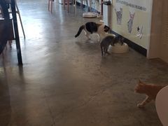 大堂-喵匠猫主题咖啡(凯德和平广场店)