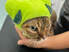 -爱洗澡的猫(望京店)
