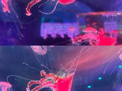 -上海海昌海洋公园