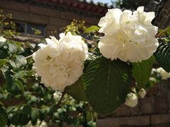 -青岛崂山太清宫