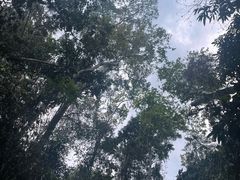 -西双版纳原始森林公园