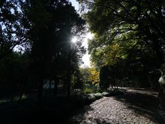 -叶家花园