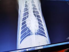 -佑安动物医院·全科·内窥镜中心(幸福巷店)