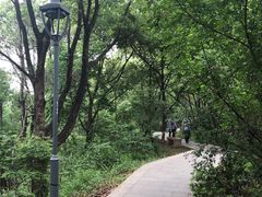 -金鸡山公园