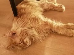 -猫腻·猫咖·撸猫馆(星光大道店)
