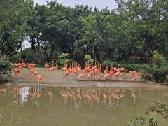 -广州长隆飞鸟乐园