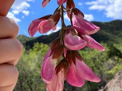 -北京鹫峰国家森林公园