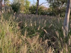 -昆山城市生态森林公园