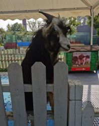 -萌宠亲子动物乐园(槐房万达店)