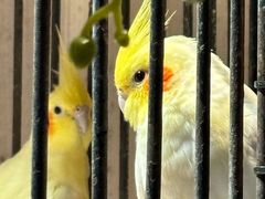 -清真·京华源铜锅涮肉(丰庆店)