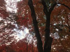 -秋霞圃