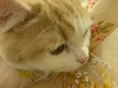 -纳吉亚猫专科动物诊疗中心(蒋宅口分院)