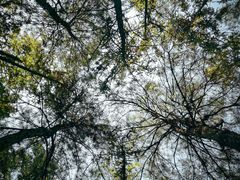 -武陵山森林公园