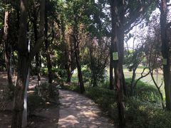 -嘉定紫藤园