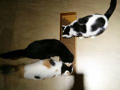 -猫咖时代(中山亭店)