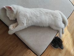 -乖乖宠物医院·猫科·急重症中心(车站北路分院)