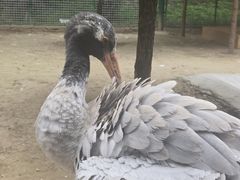 -青藏高原野生动物园