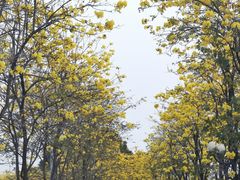 -洲头咀公园