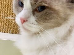 -momokira米努特·德文卷毛猫·棉花面纱犬