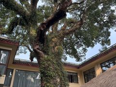 -普陀山雷迪森庄园