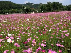 -红山村