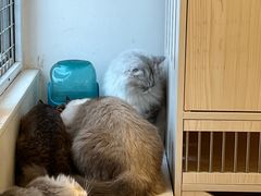 -Let's go狗咖·猫咖·奶狗·桌游(春熙路IFS店)