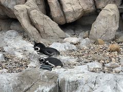 -上海野生动物园